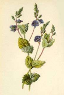 'Germander Speedwell', 1877. Creator: Frederick Edward Hulme.