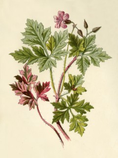 'Herb-Robert', 1877. Creator: Frederick Edward Hulme.