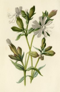 'White Campion', 1877. Creator: Frederick Edward Hulme.