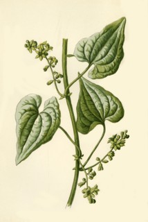 'Black Bryony', 1877. Creator: Frederick Edward Hulme.