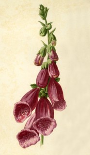 'Foxglove', 1877. Creator: Frederick Edward Hulme.