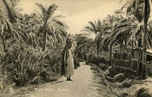 'Date Palms, Basra', c1918-c1939. Creator: Unknown.
