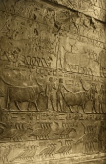 'Saqqara - Tomb of Ptahotep - Mural Decoration', c1918-c1939. Creator: Unknown.