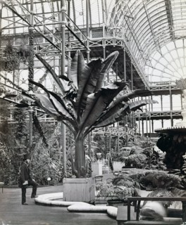 Tropical plants in the Egyptian Room, Crystal Palace, Sydenham, London, 1854. Artist: Philip Henry Delamotte