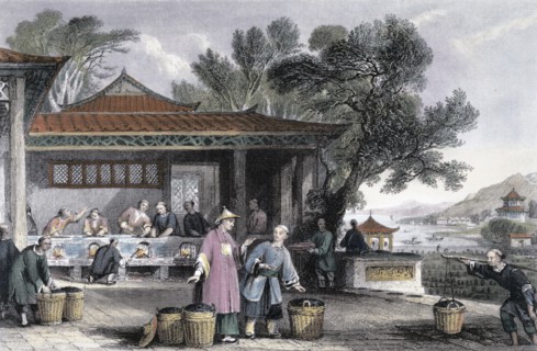'The Culture and Preparation of Tea', China, 1843. Artist: Thomas Allom