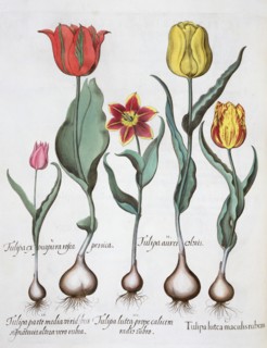 Tulips, 1613. Artist: Unknown