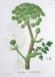 Angelica Archangelica (Garden Angelica), 1821. Artist: LFJ Hoquart