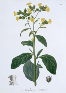 Nicotiana (Tobacco), 1821. Artist: LFJ Hoquart