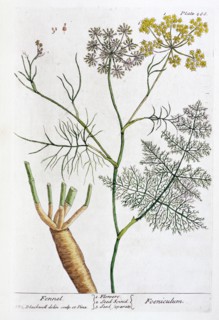 Fennel, 1782. Artist: Elizabeth Blackwell