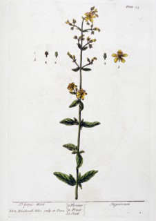 St John's Wort, 1782. Artist: Elizabeth Blackwell