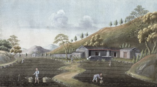 Tea planting, China, 19th century. Artist: Unknown