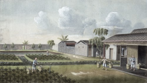 Watering tea plants, China, 19th century. Artist: Unknown