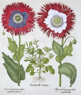 Ornamental poppies, 1613. Artist: Unknown