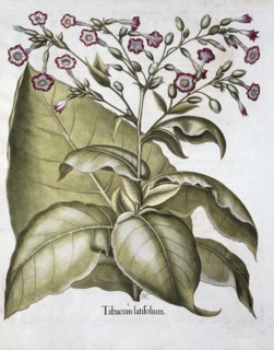 Tobacco plant, 1613. Artist: Unknown