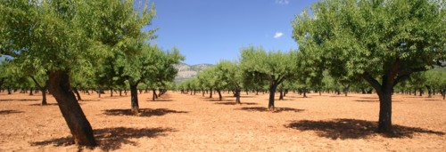 Almond trees, Mallorca, Spain.