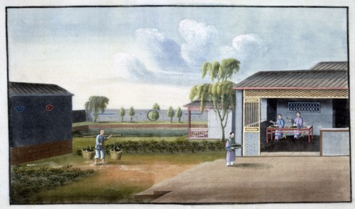 Sorting tea, 19th century. Artist: Unknown