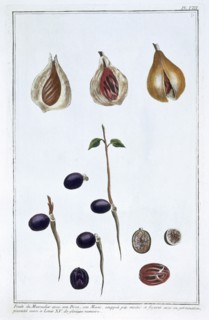 Nutmeg, c1751-1807. Artist: Pierre Joseph Buchoz