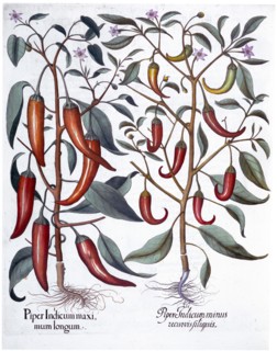 Peppers, 1613. Artist: Unknown