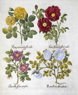 Roses, 1613. Artist: Unknown