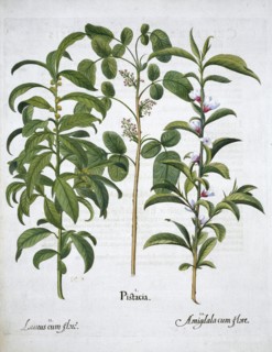 Pistachio Nut, Bay Tree (Laurus Nobilis) and Almond, 1613. Artist: Unknown