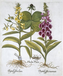 Herb Paris (Solanum quadrifolium), Common Foxglove (Digitalis Purpurea) Large Yellow Foxglove Artist: Unknown