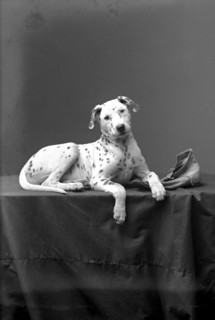 A posing Dalmatian, Landskrona, Sweden, 1910. Artist: Unknown