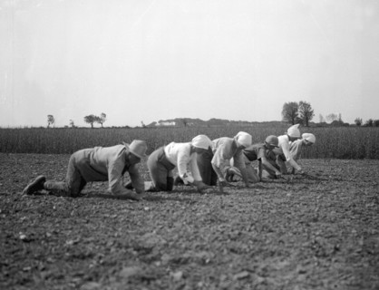 Thinning sugar beets, Isle of Ven, Sweden, 1925. Artist: Unknown