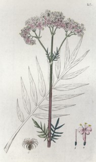 Valerian (Valeriana officinalis), 1804-1811. Artist: Johan Wilhelm Palmstruch