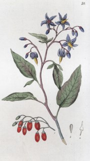 Bittersweet (Solanum dulcamara), 1804-1811. Artist: Johan Wilhelm Palmstruch