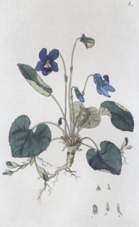 Sweet Violet (Viola odorata), 1804-1811. Artist: Johan Wilhelm Palmstruch