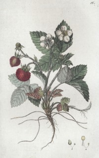 Wild Strawberry (Fragaria vesca), 1804-1811. Artist: Johan Wilhelm Palmstruch
