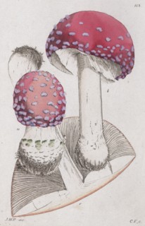 Amanita muscaria, 1804-1811. Artist: Johan Wilhelm Palmstruch