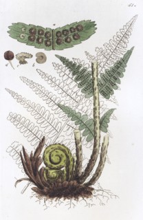 Male Fern (Dryopteris filix-mas), 1804-1811. Artist: Johan Wilhelm Palmstruch