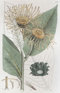Elecampane (Inula helenium), 1804-1811. Artist: Johan Wilhelm Palmstruch