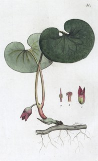 Asarabacca (Asarum europaeum), 1804-1811. Artist: Johan Wilhelm Palmstruch