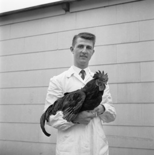 Man with a rooster, 1959. Artist: Unknown