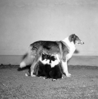 A collie with three suckling puppies, Sweden, 1954. Artist: Unknown