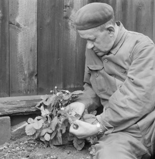 A man picks wild strawberries, Sweden, October, 1961. Artist: Unknown