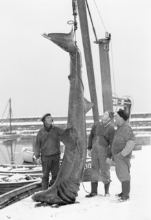 Unusual catch from the Öresund; a basking shark, Landskrona, Sweden, 1965. Artist: Unknown