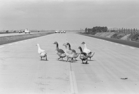 Geese walking across a dual carriageway, Sweden. Artist: Unknown