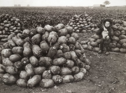A little girl with piles of harvested turnips, near Landskrona, Sweden, 1910. Artist: Unknown