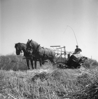 Harvesting oilseed rape, Sweden, 1945. Artist: Otto Ohm