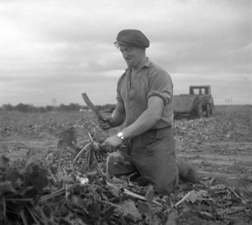 Harvesting sugar beet, Scania, Sweden, 1949. Artist: Otto Ohm