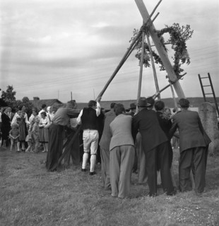Raising the maypole for the Midsummer celebrations, Sweden, 1951. Artist: Torkel Lindeberg