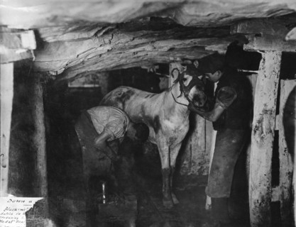 A blacksmith and his striker attending a pit pony, Clay Cross Colliery, Derbyshire, c1910. Artist: Albert Heath