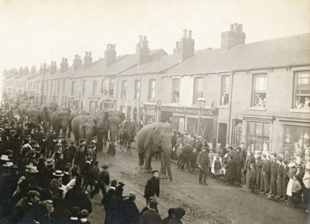 Parade of Barnum and Bailey's Circus elephants, Chesterfield, Derbyshire, 1899. Artist: Unknown