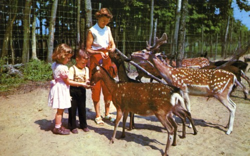 A mother and her two children feeding deer in an enclosure, USA, 1955. Artist: Unknown