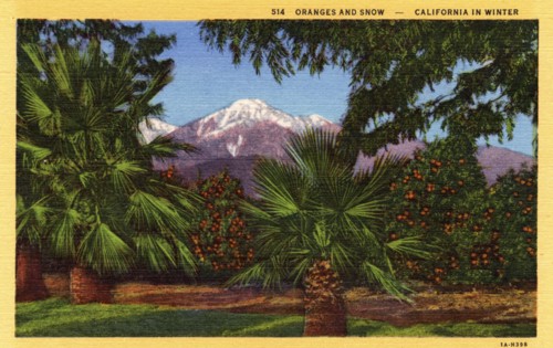 'Oranges and Snow, California in Winter', postcard, 1931. Artist: Unknown