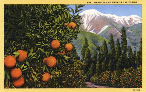 'Oranges and Snow in California', postcard, 1931. Artist: Unknown