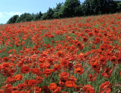 Poppy Fields, Great Bookham, Surrey, England, c2000.